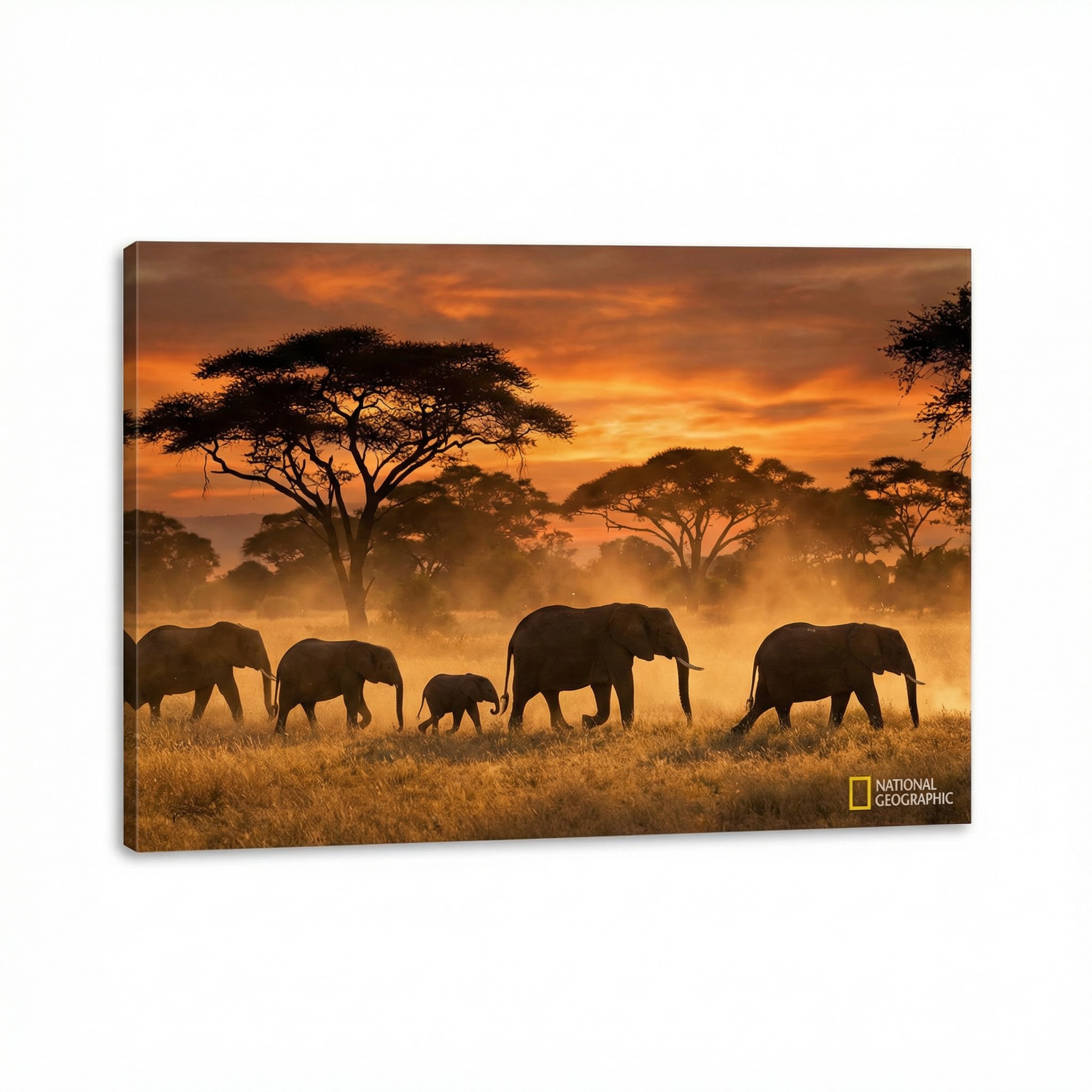 抖阴非洲野生动物视频